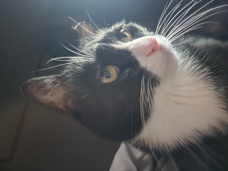 우리집 고양이 보고 출근해_23.jpg