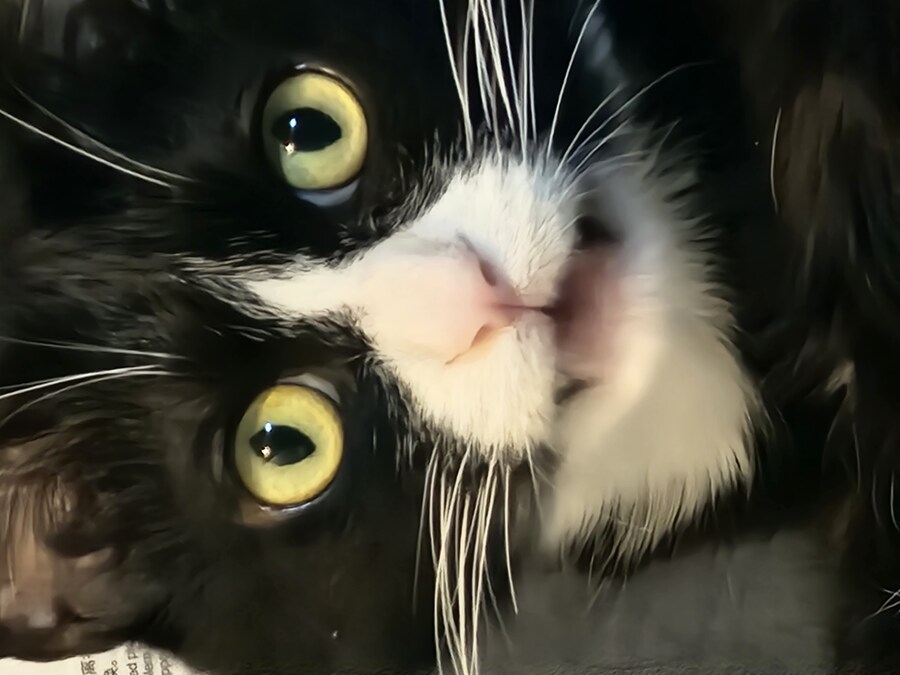 우리집 고양이 보고 출근해_24.jpg