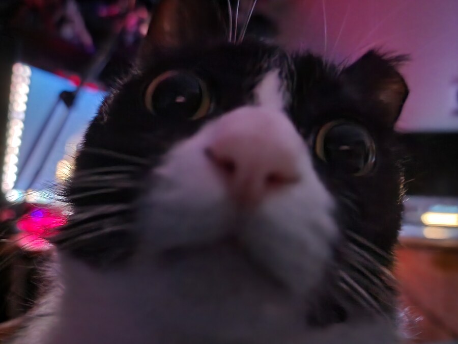 우리집 고양이 보고 출근해_25.jpg