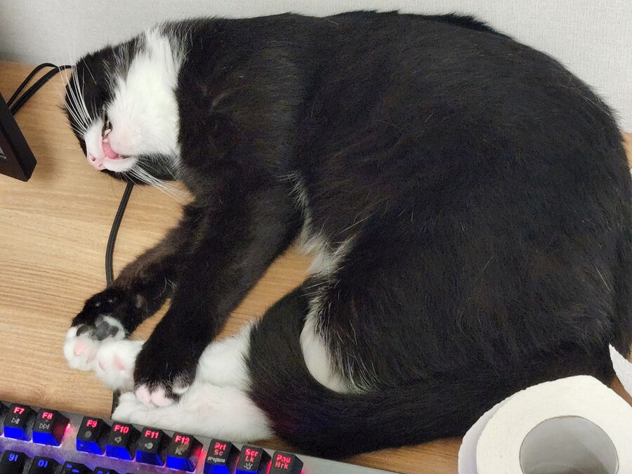 우리집 고양이 보고 출근해_31.jpg