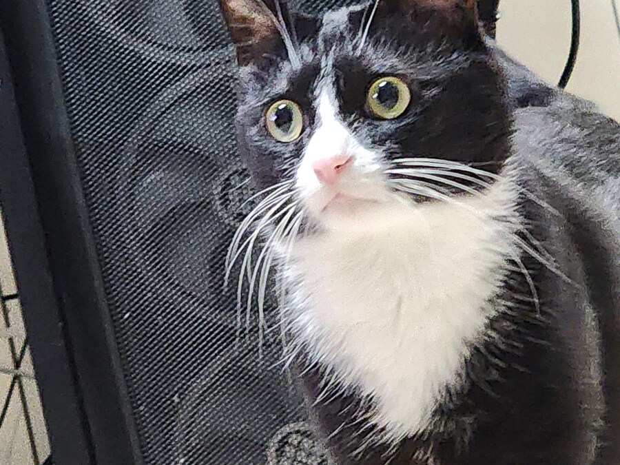 우리집 고양이 보고 출근해_36.jpg