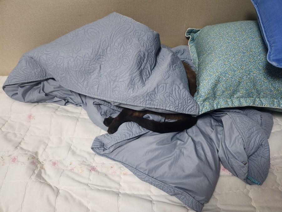 야옹이 사진 좀 냥냥하게 올렸음 칭찬해줘~~_4.jpg