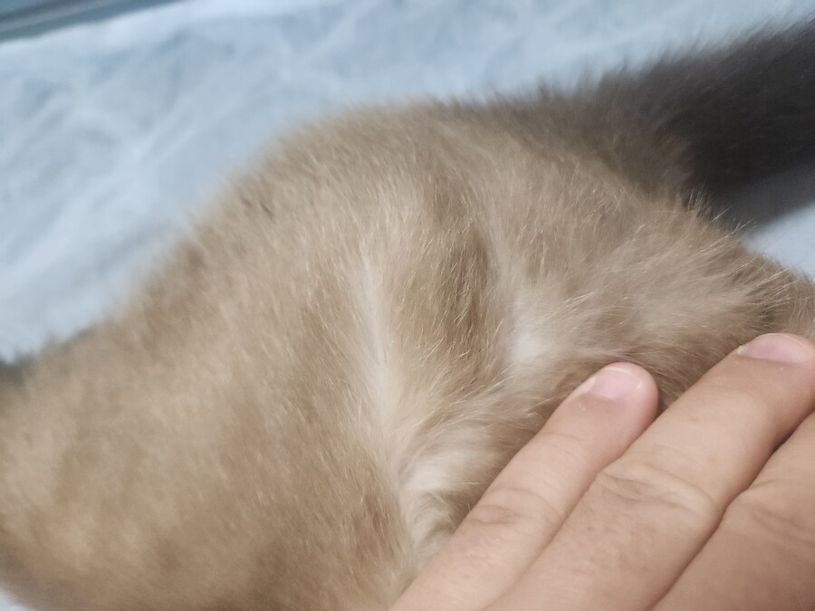 야옹이 사진 좀 냥냥하게 올렸음 칭찬해줘~~_9.jpg