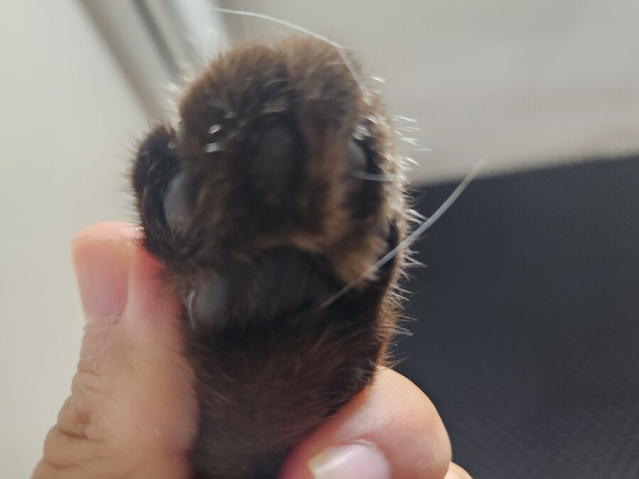 야옹이 사진 좀 냥냥하게 올렸음 칭찬해줘~~_15.jpg