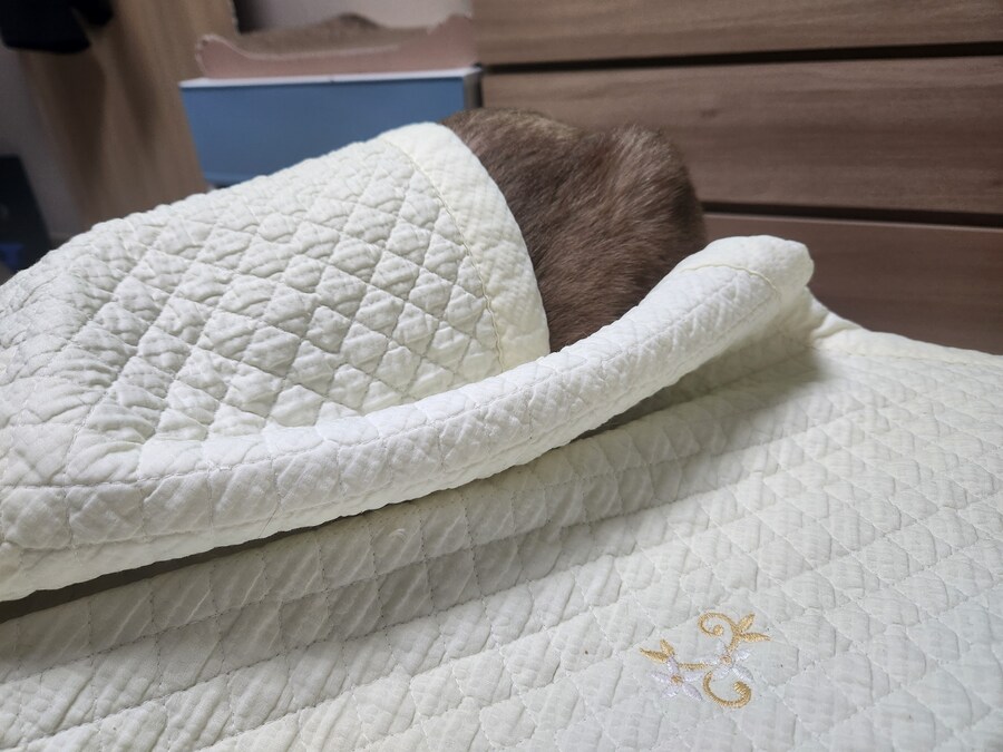 야옹이 사진 좀 냥냥하게 올렸음 칭찬해줘~~_18.jpg