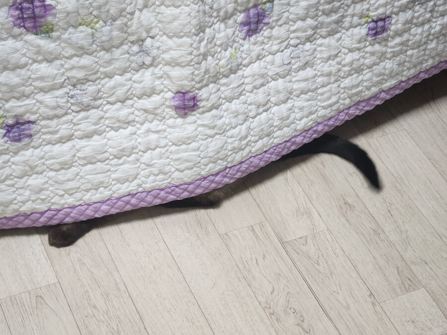 야옹이 사진 좀 냥냥하게 올렸음 칭찬해줘~~_19.jpg