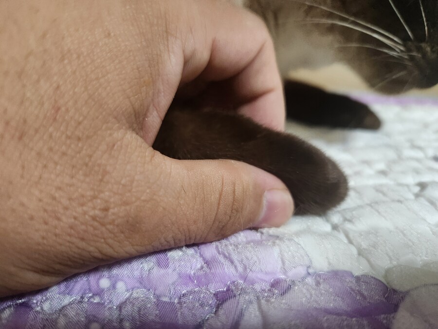 야옹이 사진 좀 냥냥하게 올렸음 칭찬해줘~~_20.jpg