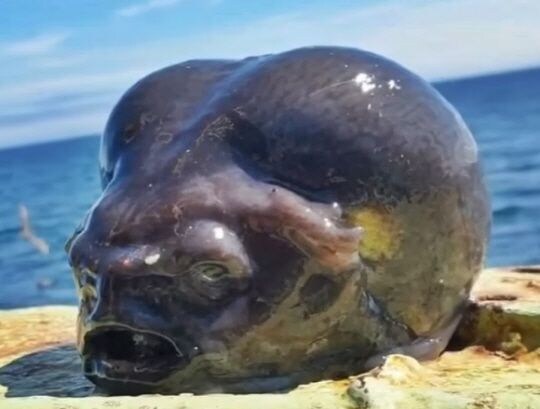 "외계인 머리통 발견됐다" 발칵..바다에서 건져올린 '수상한' 루리웹 유저_1.png