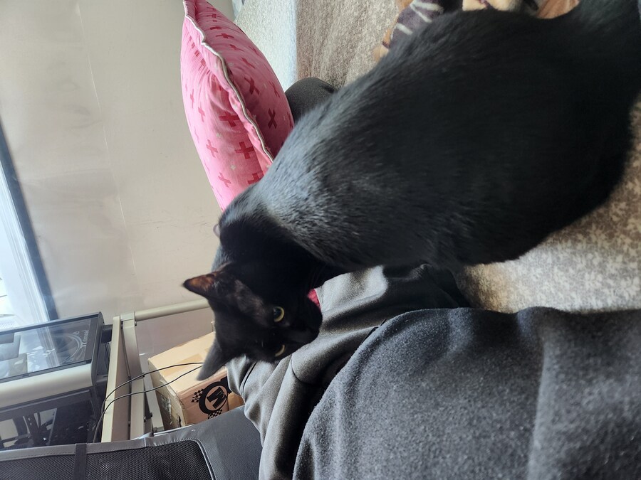 우리집 검은 고양이 근황_3.jpg