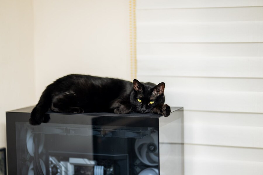 우리집 검은 고양이 근황_8.jpg