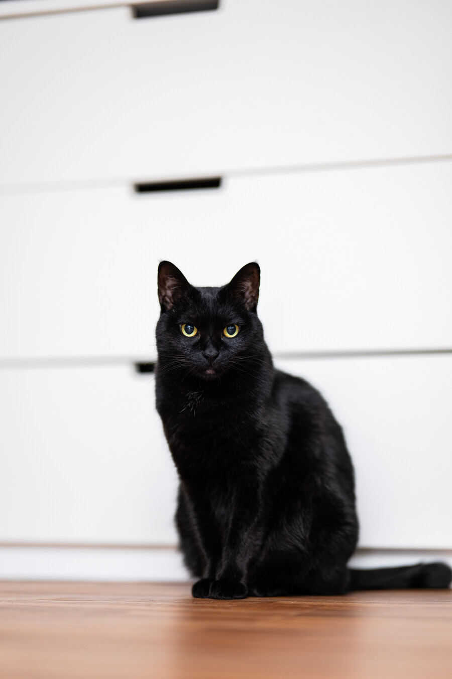 우리집 검은 고양이 근황_6.jpg