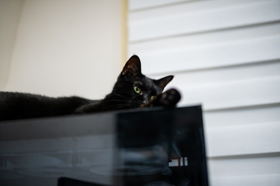 우리집 검은 고양이 근황_11.jpg