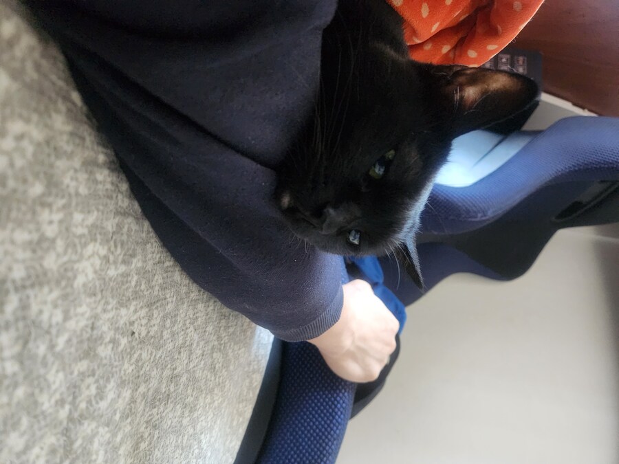 우리집 검은 고양이 근황_7.jpg