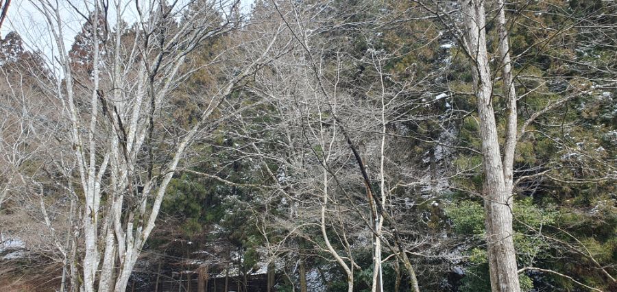 오사카 여행 4번째- 교토 깊숙히? 탐방~ 마지막ㅠ -스압-_53.jpg