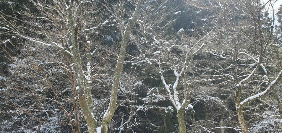 오사카 여행 4번째- 교토 깊숙히? 탐방~ 마지막ㅠ -스압-_78.jpg