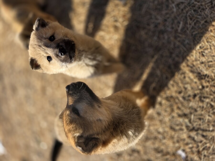 화천에서 강아지들과 함께했던 1주일~_3.jpg