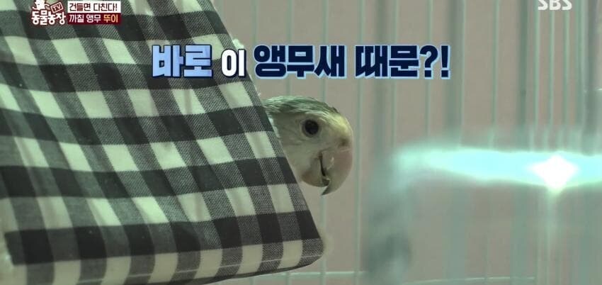 동물농장에 출연한 학계에 보고될 만한 초희귀 사례급 앵무새_4.jpg