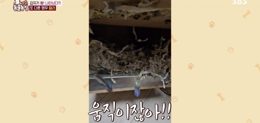 동물농장에 출연한 학계에 보고될 만한 초희귀 사례급 앵무새_11.jpg