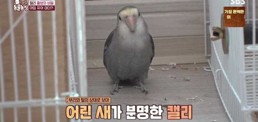 동물농장에 출연한 학계에 보고될 만한 초희귀 사례급 앵무새_27.jpg