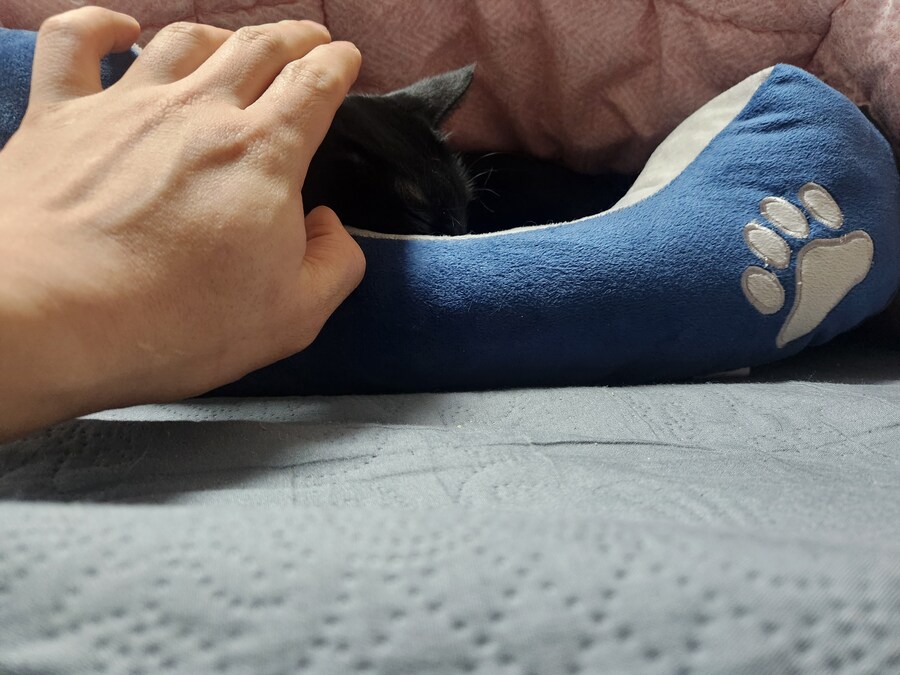 새 침대 생긴 검은 고양이 근황_2.jpg