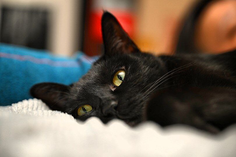 새 침대 생긴 검은 고양이 근황_7.jpg