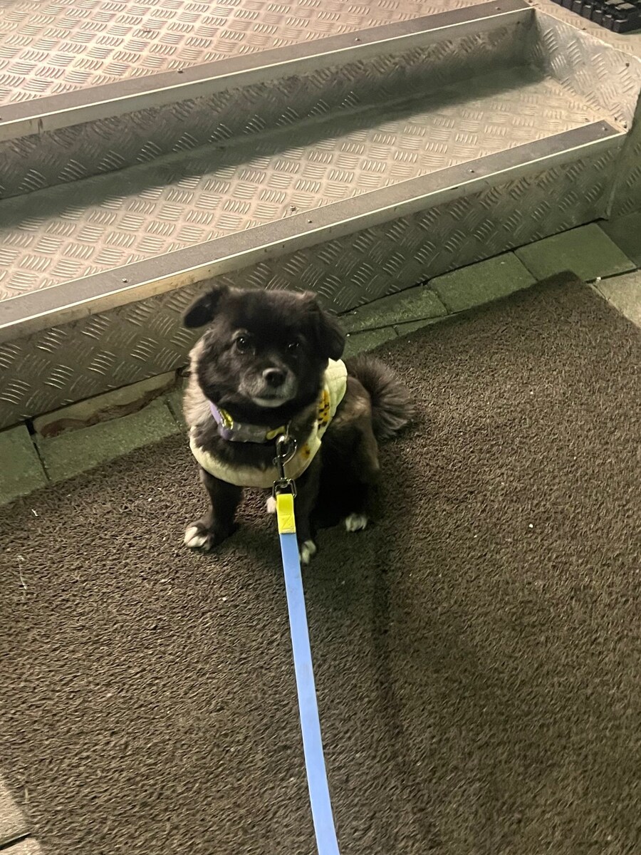 고구마를 편의점에서 판다는걸 알아버린 강아지.jpg_1.jpg