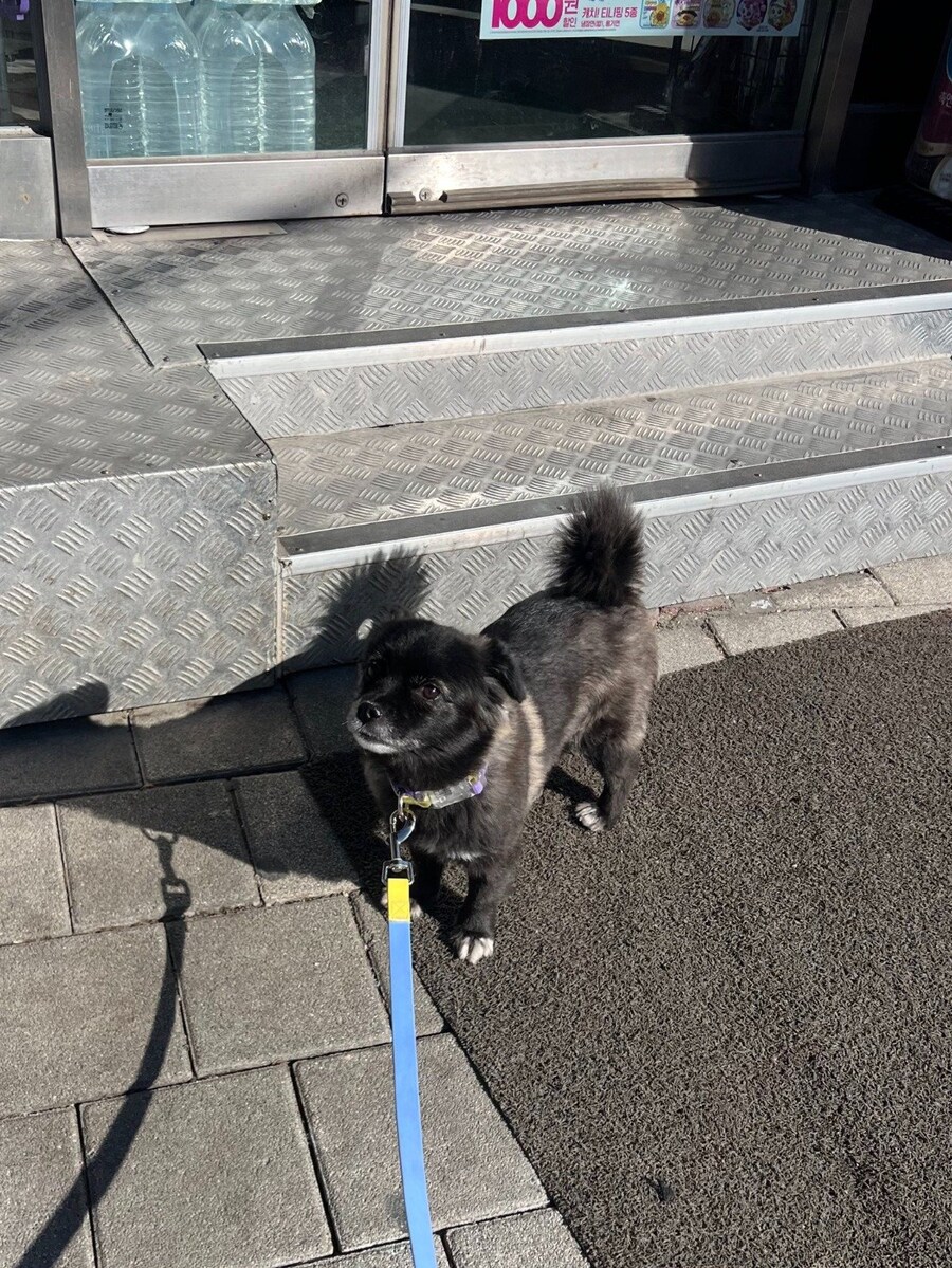 고구마를 편의점에서 판다는걸 알아버린 강아지.jpg_4.jpg