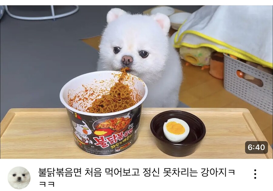 (불닭볶음) 먹고 난리나는 강아지.JPG_1.jpg