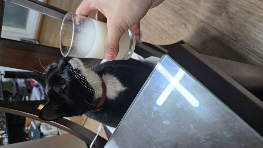 비온다해서 야옹이랑 감자전 만들어 먹음_13.jpg