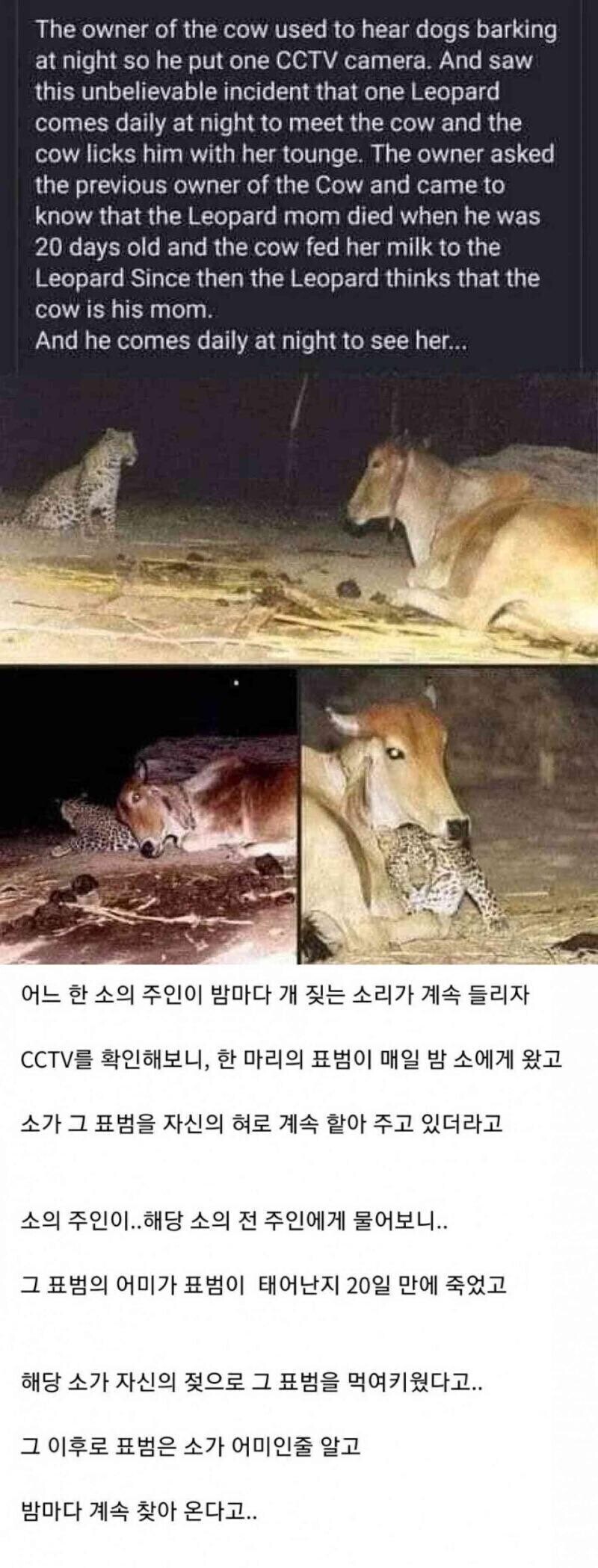 밤마다 소를 찾아오는 들고양이.jpg_1.jpg