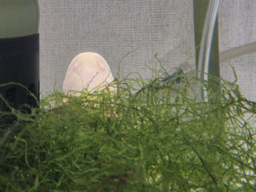 수조)구석에 들어가있는 럼프_1.jpg