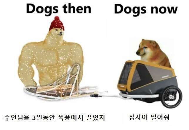 옛날 개 vs 요즘 개_1.jpg