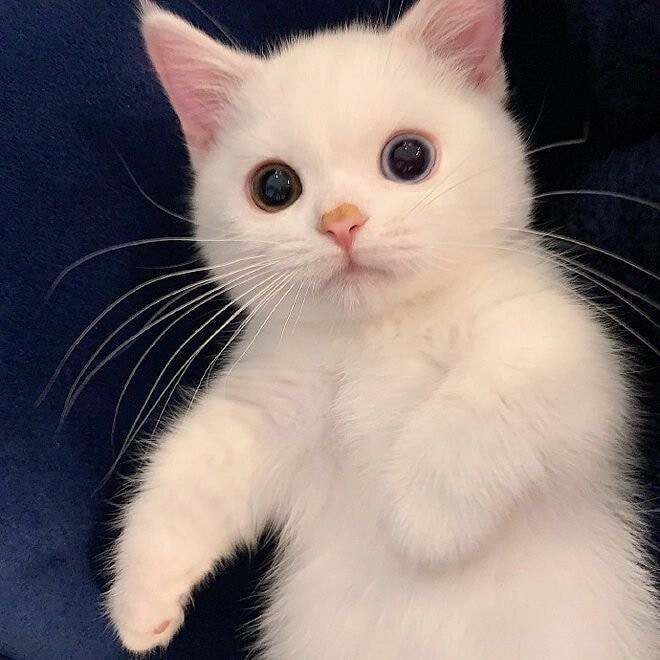 왕권이 진짜 약하면 벌어지는 일_4.jpg