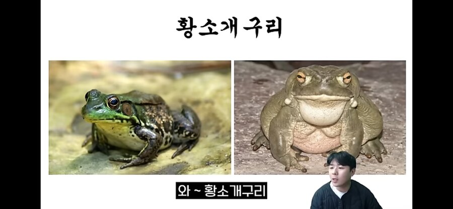 생태계 교란종 황소개구리 근황.jpg_1.jpg
