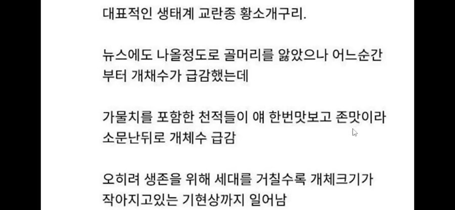 생태계 교란종 황소개구리 근황.jpg_3.jpg