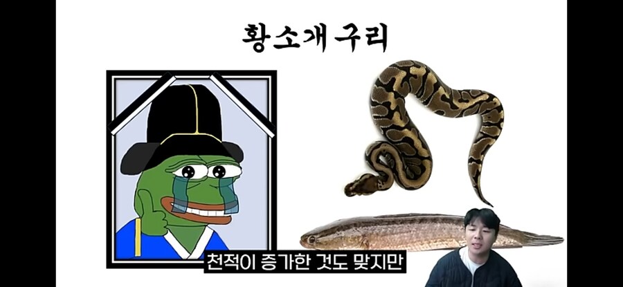 생태계 교란종 황소개구리 근황.jpg_14.jpg