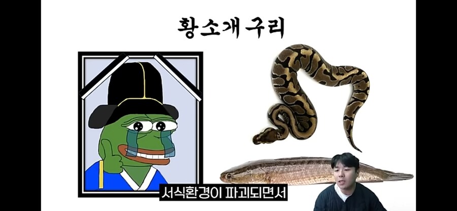 생태계 교란종 황소개구리 근황.jpg_15.jpg