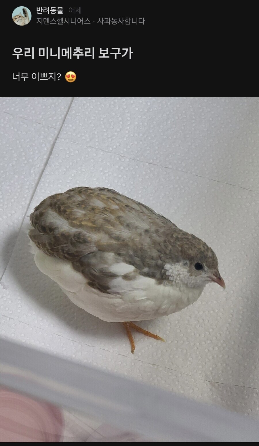 애완용 메추리 자랑하는 블라인드녀_1.jpg