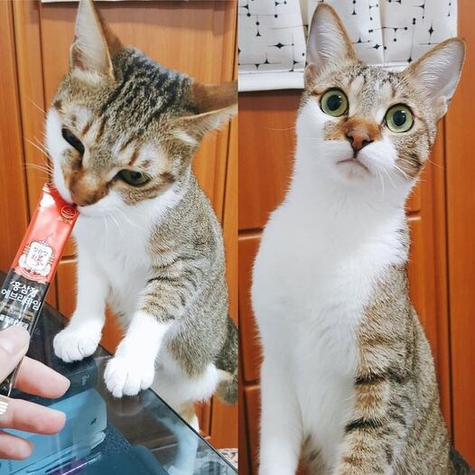 반도의 흔한 건강한 츄르류 甲_1.jpg