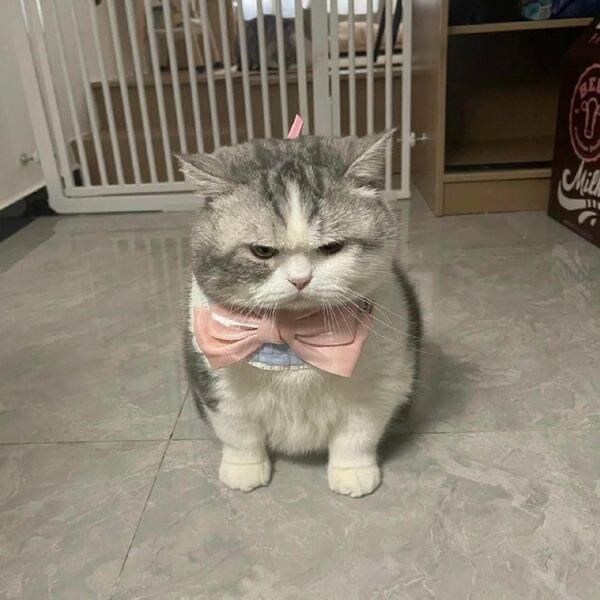 옷이 많은 고양이.jpg_1.jpg