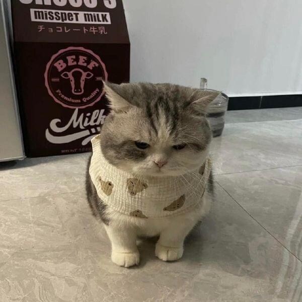 옷이 많은 고양이.jpg_3.jpg