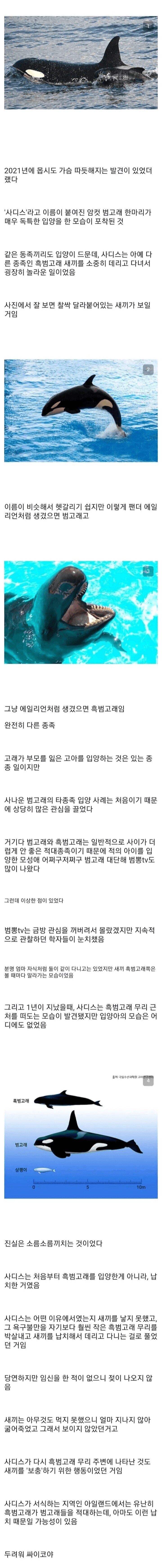 흑범고래 새끼를 입양한 범고래_1.png