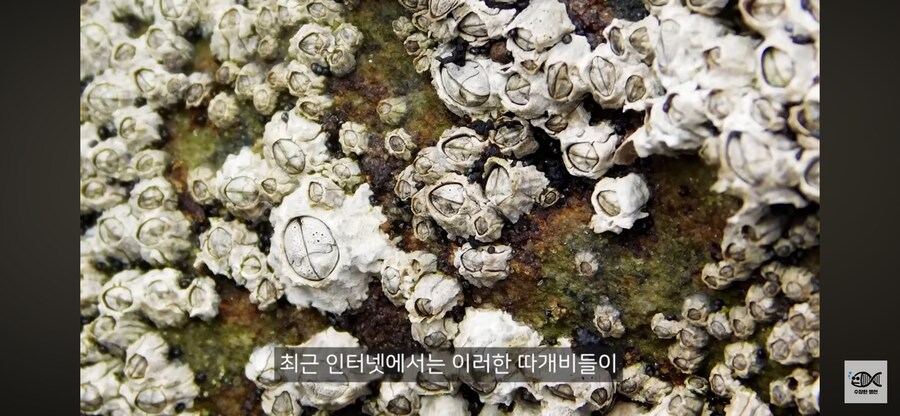 약혐주의)따개비 관련 많이 오해한다는 사실_1.png