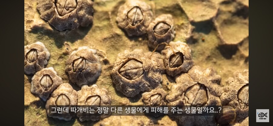 약혐주의)따개비 관련 많이 오해한다는 사실_4.png