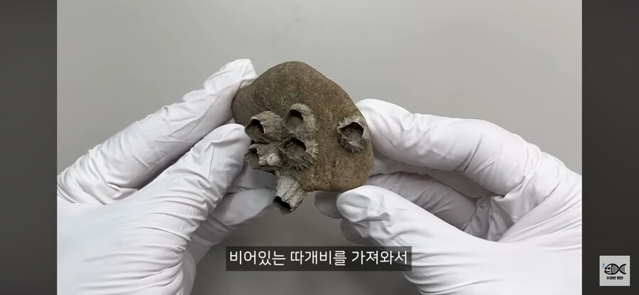 약혐주의)따개비 관련 많이 오해한다는 사실_6.png