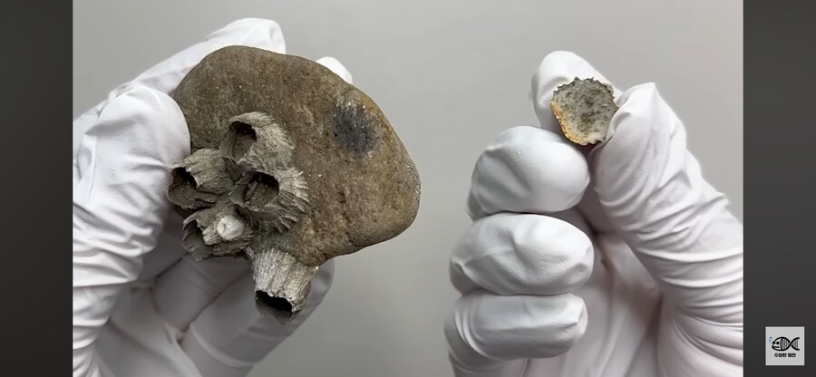 약혐주의)따개비 관련 많이 오해한다는 사실_8.png