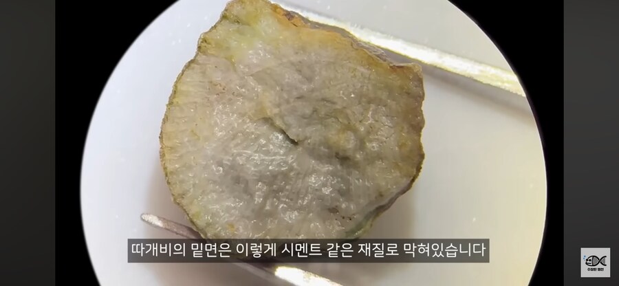 약혐주의)따개비 관련 많이 오해한다는 사실_9.png