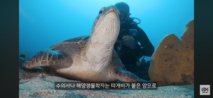 약혐주의)따개비 관련 많이 오해한다는 사실_21.png