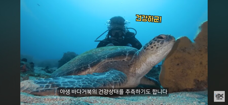 약혐주의)따개비 관련 많이 오해한다는 사실_22.png