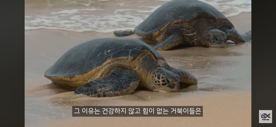 약혐주의)따개비 관련 많이 오해한다는 사실_23.png